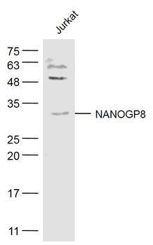 NANOGP8 Rabbit Polyclonal Antibody