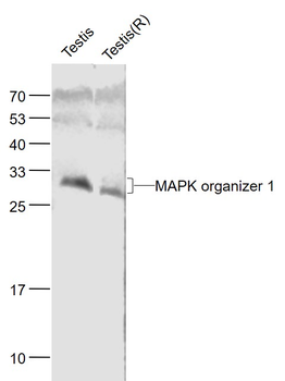 MAPK organizer 1 Rabbit Polyclonal Antibody