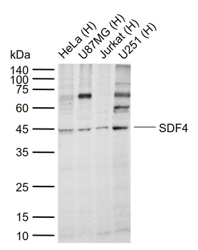 SDF4 Rabbit Polyclonal Antibody