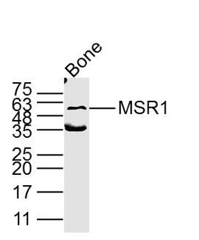 MSR1 Rabbit Polyclonal Antibody