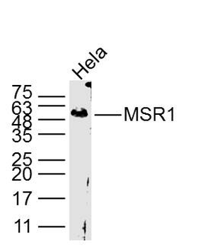 MSR1 Rabbit Polyclonal Antibody