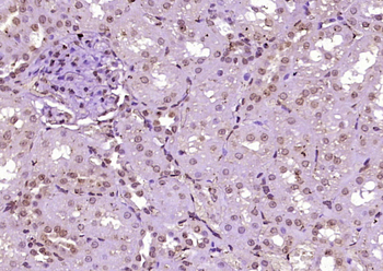 DEDD2 Rabbit Polyclonal Antibody