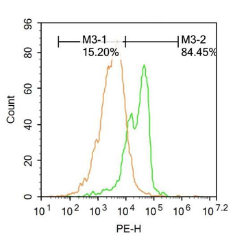 AEBP1 Rabbit Polyclonal Antibody