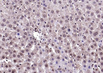 AEBP1 Rabbit Polyclonal Antibody
