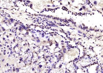 RYBP Rabbit Polyclonal Antibody