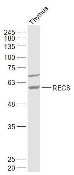 REC8 Rabbit Polyclonal Antibody