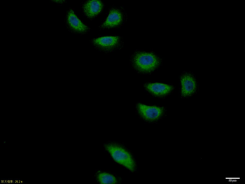 Jagged1 Rabbit Polyclonal Antibody