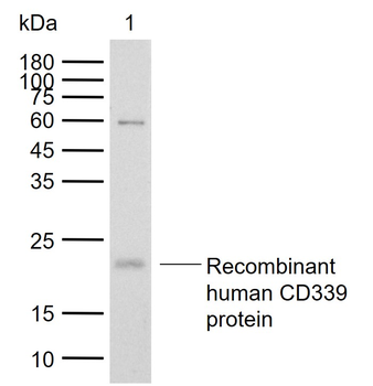 Jagged1 Rabbit Polyclonal Antibody