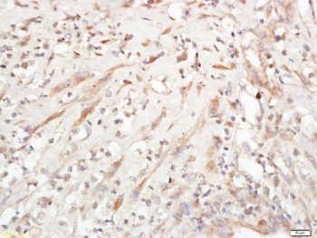 Jagged1 Rabbit Polyclonal Antibody