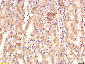 Jagged1 Rabbit Polyclonal Antibody