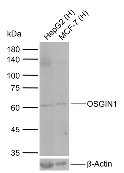 OSGIN1 Rabbit Polyclonal Antibody