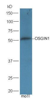 OSGIN1 Rabbit Polyclonal Antibody
