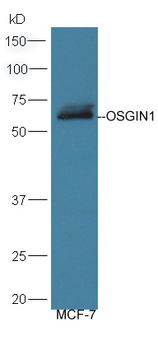 OSGIN1 Rabbit Polyclonal Antibody