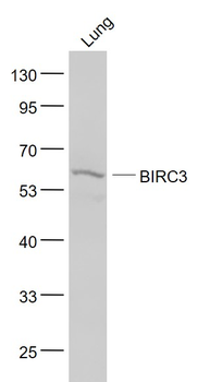API2/BIRC3 Rabbit Polyclonal Antibody