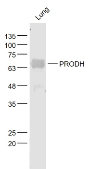 PRODH Rabbit Polyclonal Antibody
