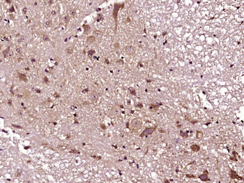 Bcl2L2 Rabbit Polyclonal Antibody