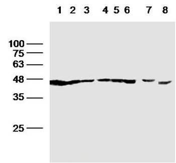 F-Actin Rabbit Polyclonal Antibody