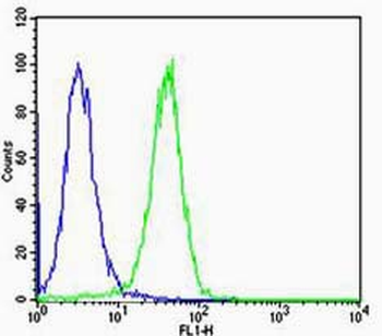Calreticulin Rabbit Polyclonal Antibody