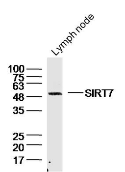 SIRT7 Rabbit Polyclonal Antibody