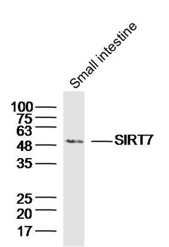 SIRT7 Rabbit Polyclonal Antibody