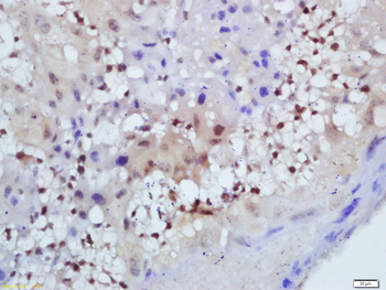 SIRT7 Rabbit Polyclonal Antibody