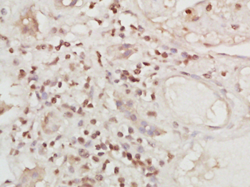 AARE Rabbit Polyclonal Antibody