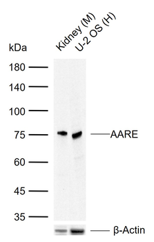 AARE Rabbit Polyclonal Antibody