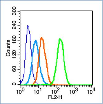 14-3-3 Rabbit Polyclonal Antibody