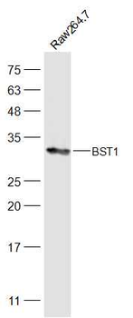 BST1 Rabbit Polyclonal Antibody