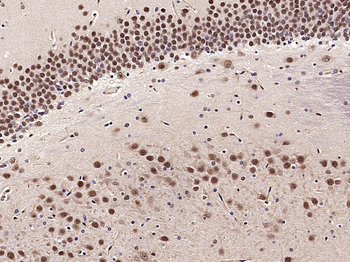 PHAP1 Rabbit Polyclonal Antibody