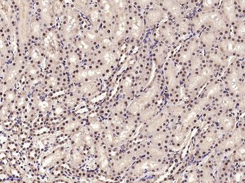 PHAP1 Rabbit Polyclonal Antibody