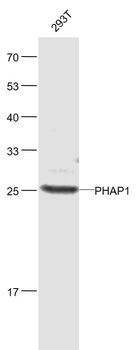 PHAP1 Rabbit Polyclonal Antibody