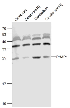 PHAP1 Rabbit Polyclonal Antibody