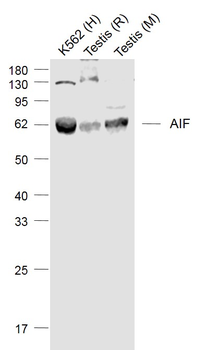 AIF Rabbit Polyclonal Antibody