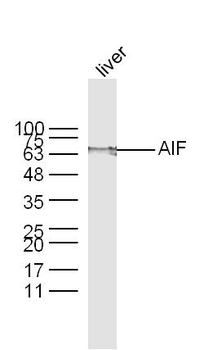 AIF Rabbit Polyclonal Antibody