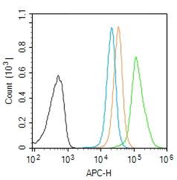 CAMKK2 Rabbit Polyclonal Antibody