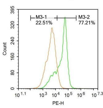 CAMKK2 Rabbit Polyclonal Antibody