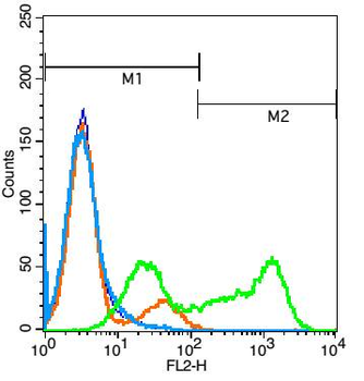 ALK Rabbit Polyclonal Antibody