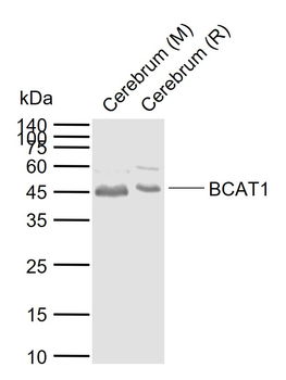 BCAT1 Rabbit Polyclonal Antibody