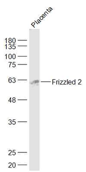 Frizzled 2 Rabbit Polyclonal Antibody