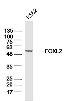 FOXL2 Rabbit Polyclonal Antibody
