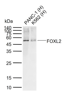 FOXL2 Rabbit Polyclonal Antibody
