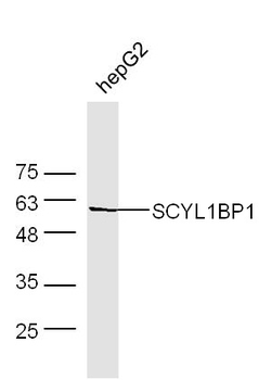SCYL1BP1 Rabbit Polyclonal Antibody