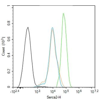 Serca2/SERCA2 ATPase Rabbit Polyclonal Antibody