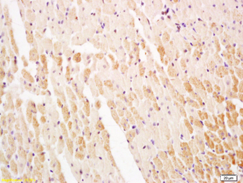 Serca2/SERCA2 ATPase Rabbit Polyclonal Antibody