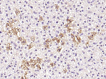 Factor VIII Rabbit Polyclonal Antibody