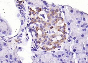 Amylin Rabbit Polyclonal Antibody