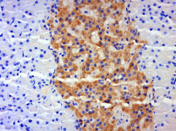 Amylin Rabbit Polyclonal Antibody