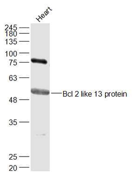 BCL2L13 Rabbit Polyclonal Antibody
