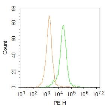 CAT Rabbit Polyclonal Antibody